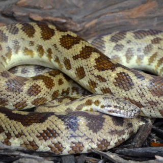 Spotted Python Facts and Pictures