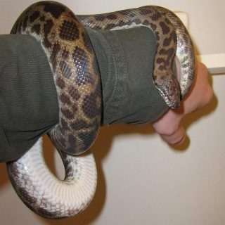 Spotted Python Facts and Pictures