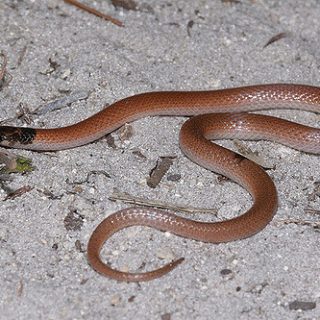 Black-Headed Snake Facts and Pictures