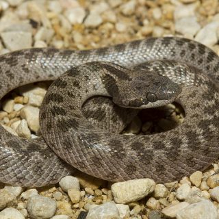 Levant Viper Facts and Pictures