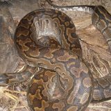 African Rock Python Facts and Pictures