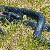 Blue Racer Snake Facts and Pictures