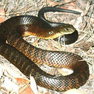 Tiger Snake Facts and Pictures