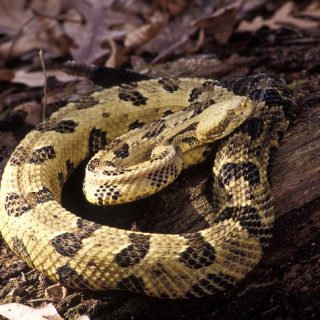 Timber Rattlesnake Facts and Pictures | Reptile Fact