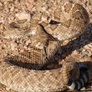 Western Diamondback Rattlesnake Facts and Pictures