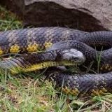 Tiger Snake Facts and Pictures