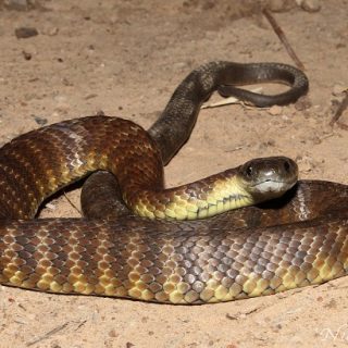 Tiger Snake Facts and Pictures