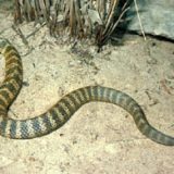 Tiger Snake Facts and Pictures