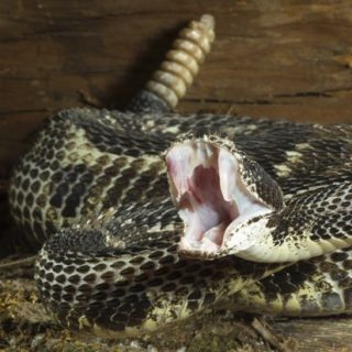 Timber Rattlesnake Facts and Pictures