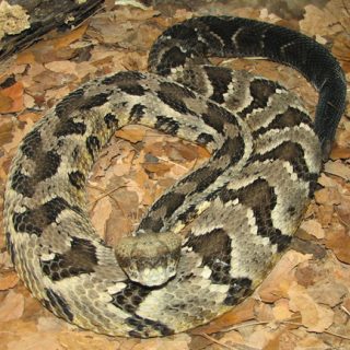 Timber Rattlesnake Facts and Pictures