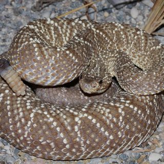 Uracoan Rattlesnake Facts and Pictures