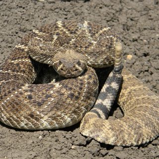 Western Diamondback Rattlesnake Facts and Pictures