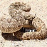 Western Diamondback Rattlesnake Facts and Pictures