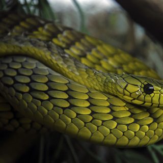 Western Green Mamba Facts and Pictures