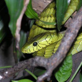 Western Green Mamba Facts and Pictures