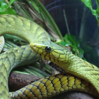 Western Green Mamba Facts and Pictures