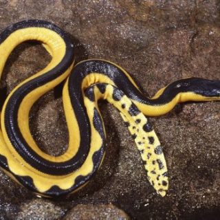 Yellow-bellied Sea Snake Facts and Pictures