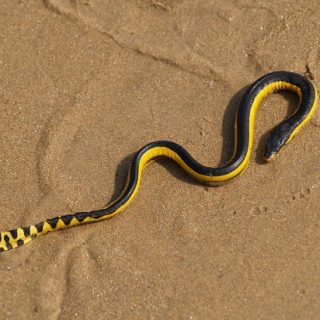 Yellow-bellied Sea Snake Facts and Pictures