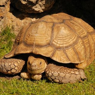 Sulcata Tortoise Facts and Pictures