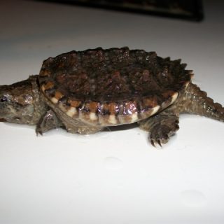 Alligator Snapping Turtle Facts and Pictures