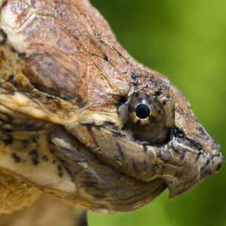 Alligator Snapping Turtle Facts and Pictures