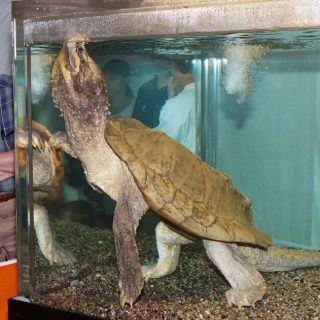 Alligator Snapping Turtle Facts and Pictures