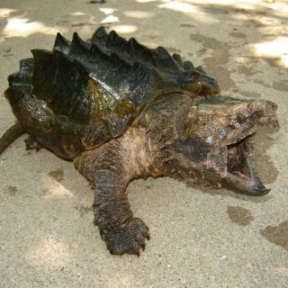 Alligator Snapping Turtle Facts and Pictures