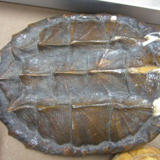 Alligator Snapping Turtle Facts and Pictures