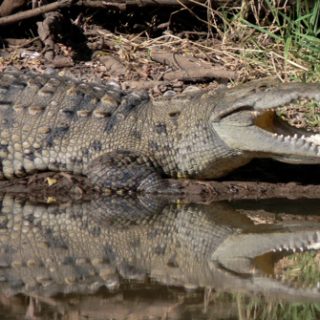 American Crocodile Facts and Pictures