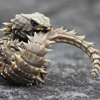 Armadillo Lizard Facts and Pictures