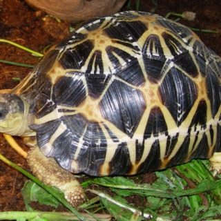 Radiated Tortoise Facts and Pictures