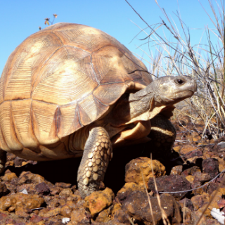 Ploughshare Tortoise Facts and Pictures