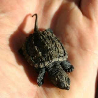 Alligator Snapping Turtle Facts and Pictures