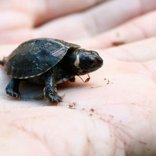 Bog Turtle Facts and Pictures