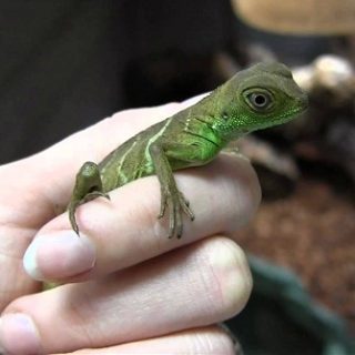 Chinese Water Dragon Facts and Pictures