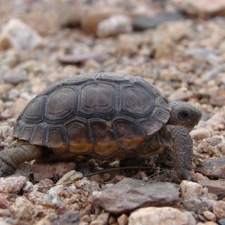 Desert Tortoise Facts and Pictures