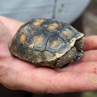 Gopher Tortoise Facts and Pictures