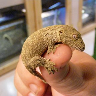 Leachie Gecko Facts and Pictures