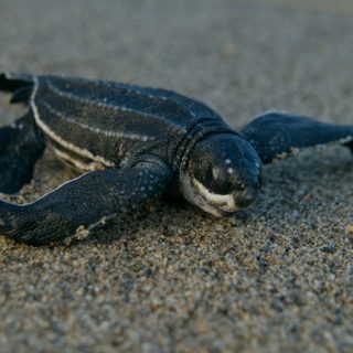 Leatherback Sea Turtle Facts and Pictures