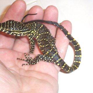 Nile Monitor Facts and Pictures