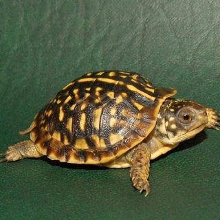 Ornate Box Turtle Facts and Pictures