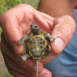 Wood Turtle Facts and Pictures