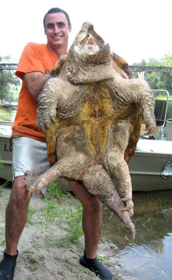 Alligator Snapping Turtle Facts And Pictures 