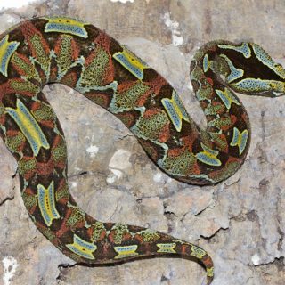 Rhinoceros Viper Facts and Pictures