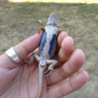 Blue Belly Lizard Facts and Pictures