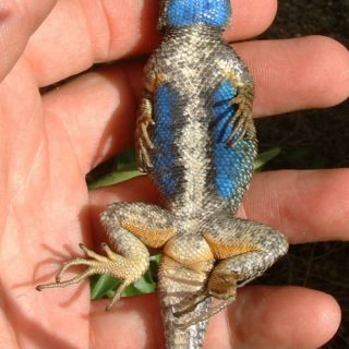 Blue Belly Lizard Facts and Pictures