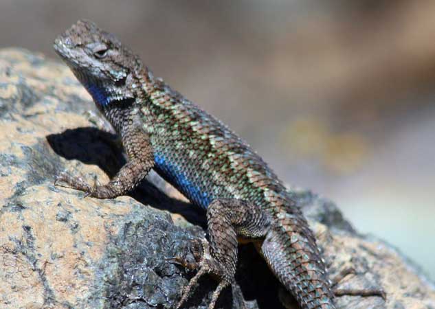 60+ Blue Belly Lizard Stock Photos, Pictures & Royalty-Free Images - iStock