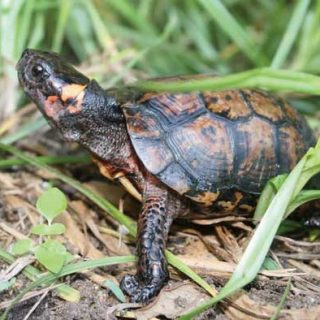 Bog Turtle Facts and Pictures