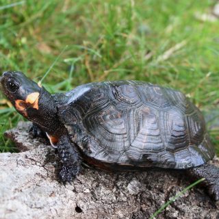 Bog Turtle Facts and Pictures