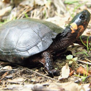 Western Painted Turtle Facts and Pictures